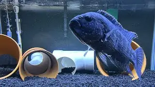 Feeding Jack Dempsey Cichlid in 40 Gallon Breeder Aquarium!!