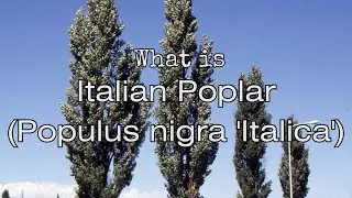 What is Italian Poplar (Populus nigra 'Italica') #italy #tree