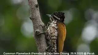 Common Flameback (Female) @ Chiu S C DSCN9634
