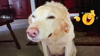 New FUNNY DOGS That Will Make You Laugh To Tears 😂🐕 Best Funny Dog Compilation 2026
