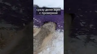 Миссия по  спасению из снежного плена.