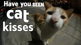 Feeding the angels from makati to cash&carry philippines #cat #feedingcats #angels #hungrycats 