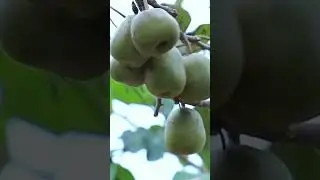 picking green kiwi #fruit #shorts