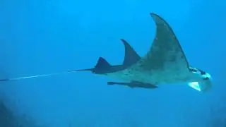 Big Manta Ray Gliding