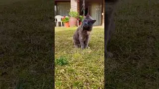 Arribaaa!😋#new #cat #catlover #catfunny #cute #catvideos #catas #cato #gatosadorables #love #shorts
