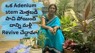 Adenium stem అంతా మెత్తబడి పాచి పోయింది.దాన్ని మళ్లీ బ్రతికించడానికి ప్రయత్నం చేశాను.#gardening 