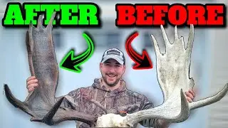 How To RESTORE Moose Antlers!