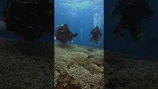 Bali Diving Day Trip #divebali #bali #ocean #divingbali #divinginbali #scubadiving #balidiving