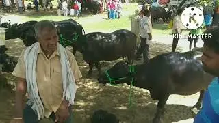 Pasu mela sidepar near Rajgir (chhabilapur) राजगीर (छबीलापुर) के पास पासु मेला साइडपर