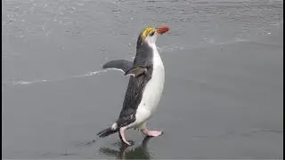 New Zealand Subantarctic Cruise 2025