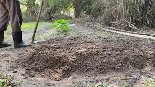 🌱 Trồng rau sạch chuẩn bị đón Tết Bính Ngọ 2026 | Cuộc sống bình yên nơi quê nhà.