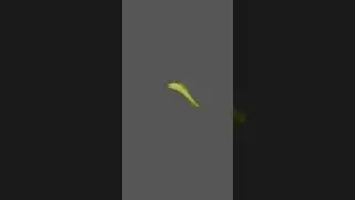 Eel Motion Path