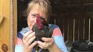Serama Chicken Pen Cleaning Day