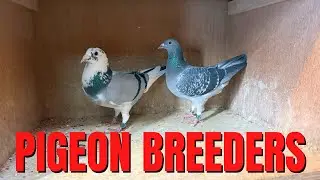 My AMAZING Racing Pigeon Breeding Couples