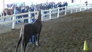 Stardust's Starworthy MIHA Saddleseat Showmanship