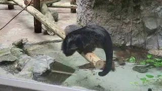#10 March 2018 Binturong at Noichi zoo, Kochi, Japan