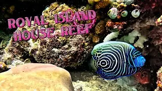 Amazing Snorkeling at Royal Island Resort & SPA Maldives