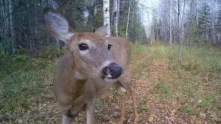 Wildlife Through the Seasons: 11 Months of Northern Saskatchewan's Untamed Beauty
