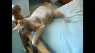 Cat Earrape Video