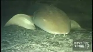 DIVE-TRIBE Nurse Shark S&atilde;o Vicente Cabo Verde.