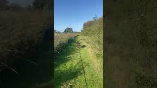 Beautiful countryside walk #countrysidewalks #countryside #dogwalk