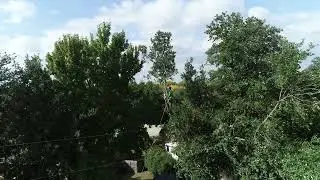Chalio from Wise Tree Care trimming Live Oak hanging into yard