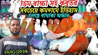 ডিম বাচ্চা সহ কবুতর সবচেয়ে কমদামে ইতিহাস সেরা রাজকীয় আকর্ষণীয় ফেন্সি রেসার গোল্লা গিরিবাজ কবুতর