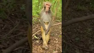 Monyet lagi Galau#funny animal vidio