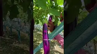 сушеные баклажаны