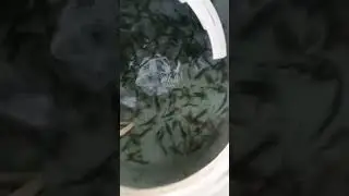 jeene ka baccha bhijwai 🦞