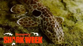 This Shark Can Walk on Land! | Shark Week