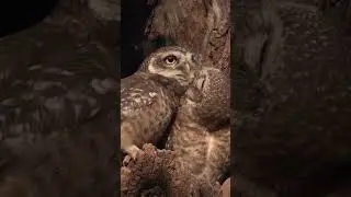 owl love ❤ #shorts #love #nature
