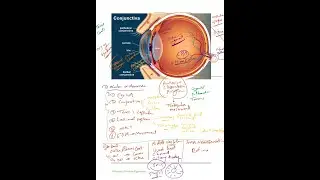 Ocular structures: Guide for medical students, and first years trainees!