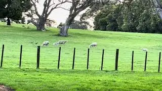 Sheep Family at Cornwall Park -Auckland New zealand #aucklandvlog  #auckland #newzealand #volcano