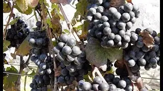 Conhe&ccedil;a a Vin&iacute;cola G&oacute;es, que produz vinhos de qualidade em S&atilde;o Roque