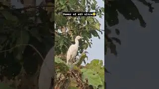 Bird 20X ZOOM in Samsung S23 Ultra #shorts #s23ultra #reels #birds #status #shortsfeed #viral #new