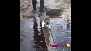 A smart and funny cat crossing the rod😂🤣👌👏 #youtube #shorts #youtubeshorts