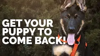 Как вернуть своего щенка