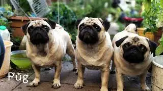 Dogs Barking To Make Your Dog Go Crazy!!
