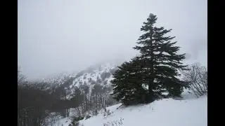 Abies Nebrodensis - un abete da salvare di Vincenzo Sottosanti