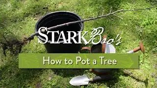 How to Pot a Tree