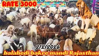Balahedi bakre mandi live update 2/2/2026 biggest mandi in Rajasthan