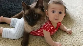 Baby Sleeps on Cat 😴🐶❤️ Cutest and Sweetest Baby and Pet Moments Compilation