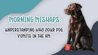 Morning Mishaps: Understanding Why Your Dog Vomits in the AM