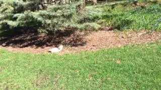 Iowa State white (leucistic) squirrel