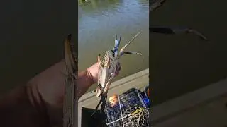 Huge Maryland Blue Crab!! #shorts #shortsfeed #subscribe #maryland #crabbing