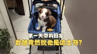 第一天帶狗回家，我爸竟然說他是哈士奇...?