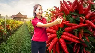 Harvesting GIANT Red Chili Peppers &ndash; Unbelievable Countryside Chili Harvest