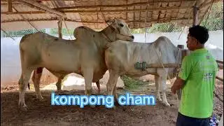 Popular Cow King#27/02/2023