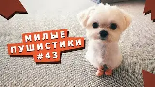 Лучшие приколы с животными #43 Best funny video with animals